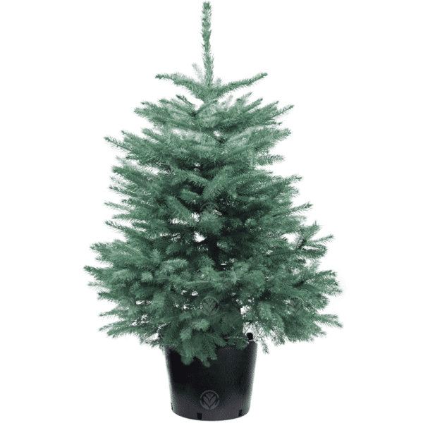 Demo - 5ft Christmas Tree